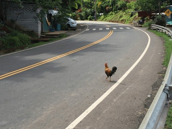 Descubre el emocionante mundillo de Chicken Road Casino en España